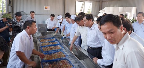 Chuyển giao công nghệ và thiết bị sơ chế, bảo quản quá Vải Thiều xuất khẩu
