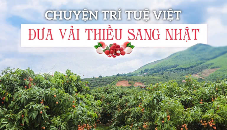 Đưa Vải Thiều sang Nhật Bản